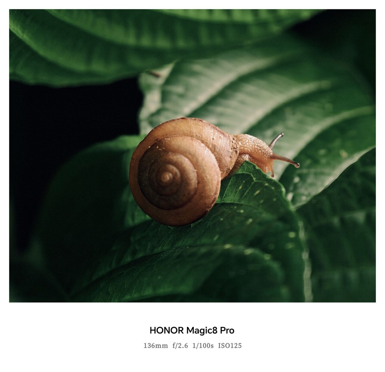 Stižu novi kraljevi izdržljivosti: HONOR uskoro predstavlja seriju Magic8