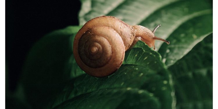 Stižu novi kraljevi izdržljivosti: HONOR uskoro predstavlja seriju Magic8